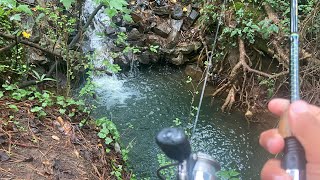 Creek fishing part 2 ️⃣nice fish caught 🎣🔥 [upl. by Niletak]