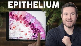 Epithelial Tissue Histology Explained for Beginners  Corporis [upl. by Cathey]