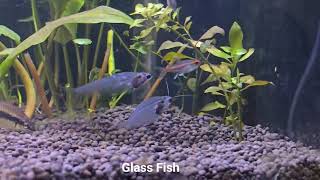 Planted tank with tetra and barb fish [upl. by Asirret]