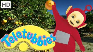 Teletubbies Orange Picking  Full Episode [upl. by Northington]