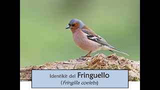 Fringuello Fringilla coelebs [upl. by Deanna]