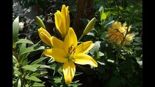 How to multiple Asiatic Lily  Ilium Plant [upl. by Nanis]