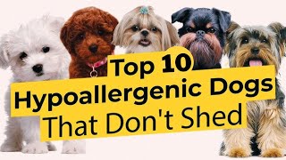 Top 10 Hypoallergenic Dog Breeds That Don’t Shed [upl. by Snyder]