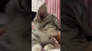 The Sensation of Petting a Cat See Their Excited Reaction cat cute catlover [upl. by Fronniah]