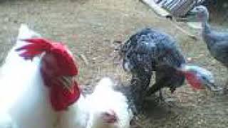 Breeding of Turkey and Broiler Chicken [upl. by Airb]