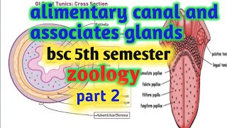 alimentary canal and associates glands bsc 5th semestertongue histology of alimentary canal [upl. by Eniamreg]