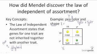 927 Law of Independent Assortment [upl. by Lonni670]