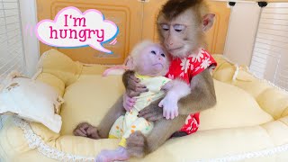 Happy Morning of Monkey PUPU and Baby Monkey Poki [upl. by Tfat]