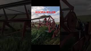 Cutting Kochia before it goes to seed Kochiamanagement [upl. by Anay196]