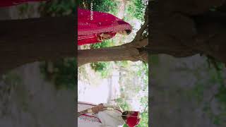 JASPREET WEDDING REEL  BRIDAL SHOOT  BEST WEDDING PHOTOGRAPHER [upl. by Lecirg]