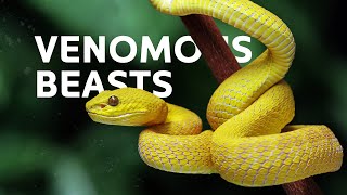 Tracking The Deadliest Snakes Across The World  Venomous Snakes Documentary [upl. by Kerry23]