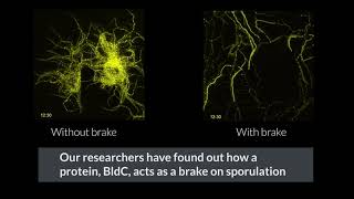 Timelapse microscopy helps reveal brake mechanism in bacterial lifecycle [upl. by Bremser]