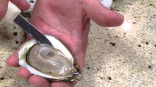 How to Open Oysters and serve on a half shell [upl. by Nerej860]