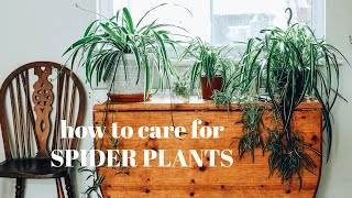 SPIDER PLANT CARE and PROPAGATION 》chlorophytum comosum houseplants [upl. by Notyap]