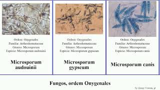 Fungos ordem Onygenales apis fungus canis chartarum Microsporum Ascosphaera Trichophyton Jesse [upl. by Brocklin229]