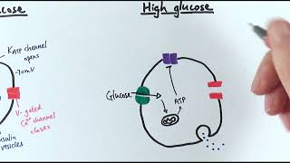 A2 Biology  Control of insulin secretion OCR A Chapter 143 [upl. by Earb701]