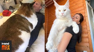 THE BIGGEST MAINE COON CATS [upl. by Nosidam]