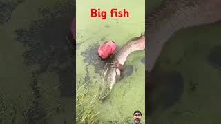 fisherman fishing fishermanlife fruit shortsvideo viralvideo fish fishingtips fishermans [upl. by Aikar778]