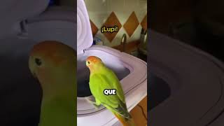 Pajaro se lanza a una Lavadora funcionando [upl. by Balbinder]