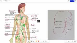 Barrons 161 Sistemul limfatic [upl. by Leandra]