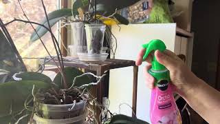 REVIEW  Miracle Gro Orchid Plant Food Mist [upl. by Desmond369]