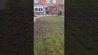 Chafer grub damage while scarifying this lawn lawncare [upl. by Desdee]