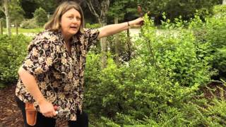 How to Prune Ilex crenata  Instructional Video w Plant Amnesty [upl. by Cohette]