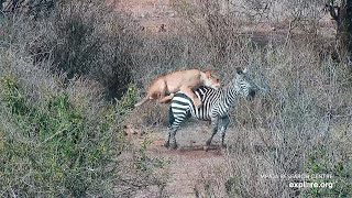 Lion Kill Female Lion Hunts Zebra Uncut Raw Footage [upl. by Oel]