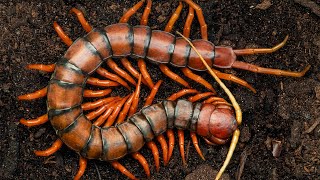 Feeding 3 Scolopendra sp centipedes Please see pinned comment for details [upl. by Aissatan]