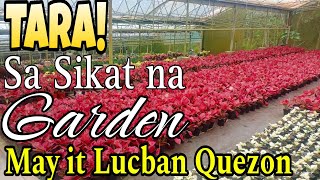 Garden Tour sa QuezonTara Enjoy the Views Plants Overloadgarden plants happy enjoy youtube [upl. by Erasmo418]