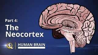 Neocortex  Human Brain Series  Part 4 [upl. by Yekim]