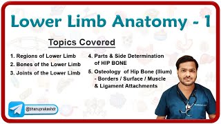 Lower Limb Anatomy  Osteology of the Hip Bone 🦴🦵 [upl. by Agustin]