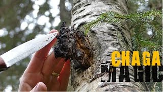 Chaga Hunting  How to find it and what to look for [upl. by Brittney354]