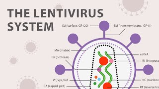 The Basics of the Recombinant Lentivirus System [upl. by Aittam]