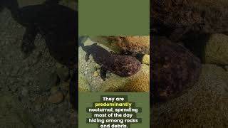 Meet the Giant Salamander Natures Living Fossil giantsalamander salamander wildlife [upl. by Arondell823]