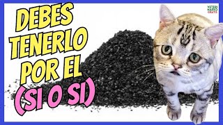 🆘 ¿COMO USAR EL CARBÓN ACTIVADO PARA GATOS ENVENENADOS 🆘 [upl. by Thisbe579]