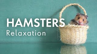 Hamster Haven A Relaxation Journey [upl. by Ebony]