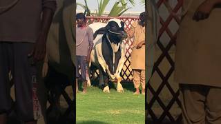 Big Bull Competition In The World🐃 cow loveanimals bull [upl. by Avlasor]