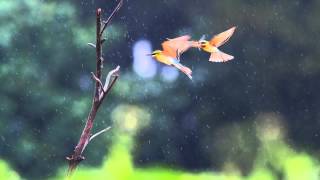 Relaxing Sounds  Birds in The Rain  Meditation Bowls Music play in Background for Sleep Spa Study [upl. by Gabrila]