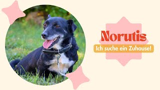 🌸 Norutis🖤 sucht ein Zuhause 🌸 [upl. by Jerrie]