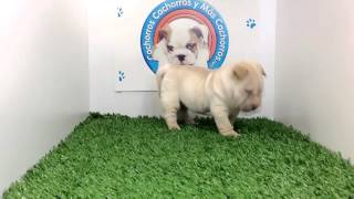 Venta de Perro Shar Pei Hembra de CachorrosYMasCachorroscom [upl. by Biondo]