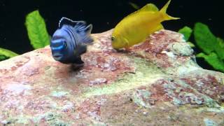 Malawi Cichlids Breeding Close up hd vid of Pseudotropheus saulosi spawning [upl. by Llerahs672]