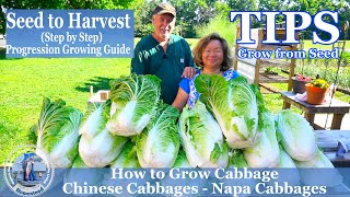 How to Grow Chinese Cabbage  Napa Cabbage  TIPS Growing Cabbage From Seeds [upl. by Einahc635]