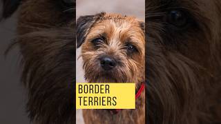 From Fox Chasers to Family Favorites Border Terriers 🐕 borderterrier dogfacts dogshorts [upl. by Naejarual]