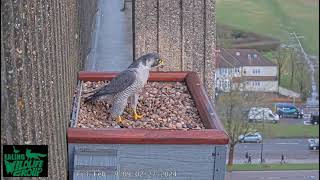 Sokoły Ealing  Ealing Hospital Peregrines  09 02 2024 [upl. by Naenaj]