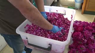 Venezia  Vartanush la marmellata di rose dei monaci di San Lazzaro degli Armeni [upl. by Follansbee]