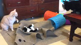 Our cats love the Ripple Rug [upl. by Dorie172]