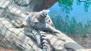 Zoológico de ChapultepecMexico City Zoo4K [upl. by Doloritas]