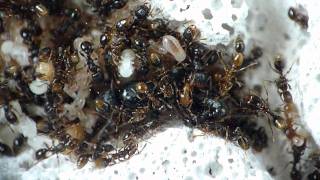 Keeping ants  S testaceusPavement antDay 389 new Ytong nest [upl. by Reo]