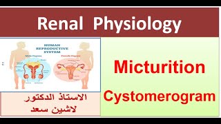 Micturition Reflex  Cystometrogram  Part 2 [upl. by Terti]